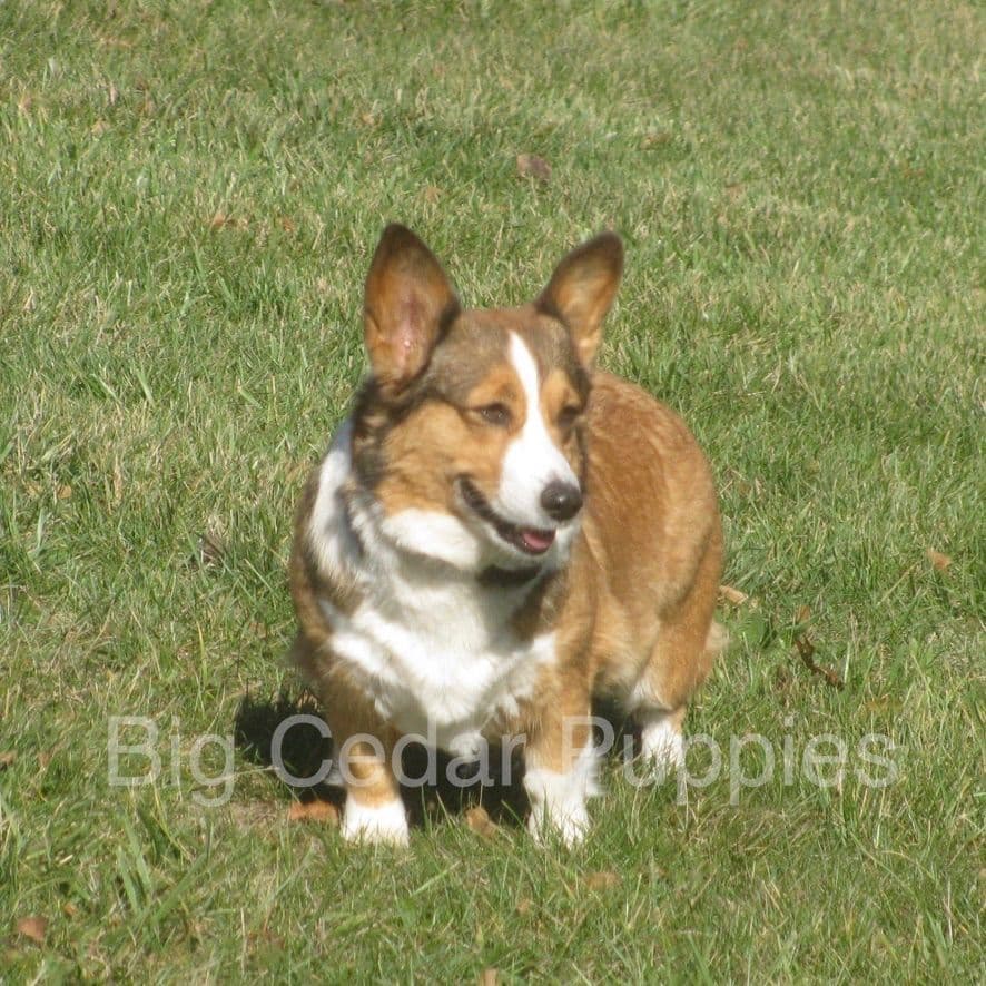 Pembroke Welsh Corgi Puppies breeder image 2