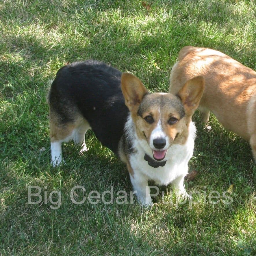 Pembroke Welsh Corgi Puppies breeder image 3