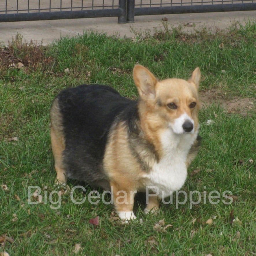 Pembroke Welsh Corgi Puppies breeder image 4