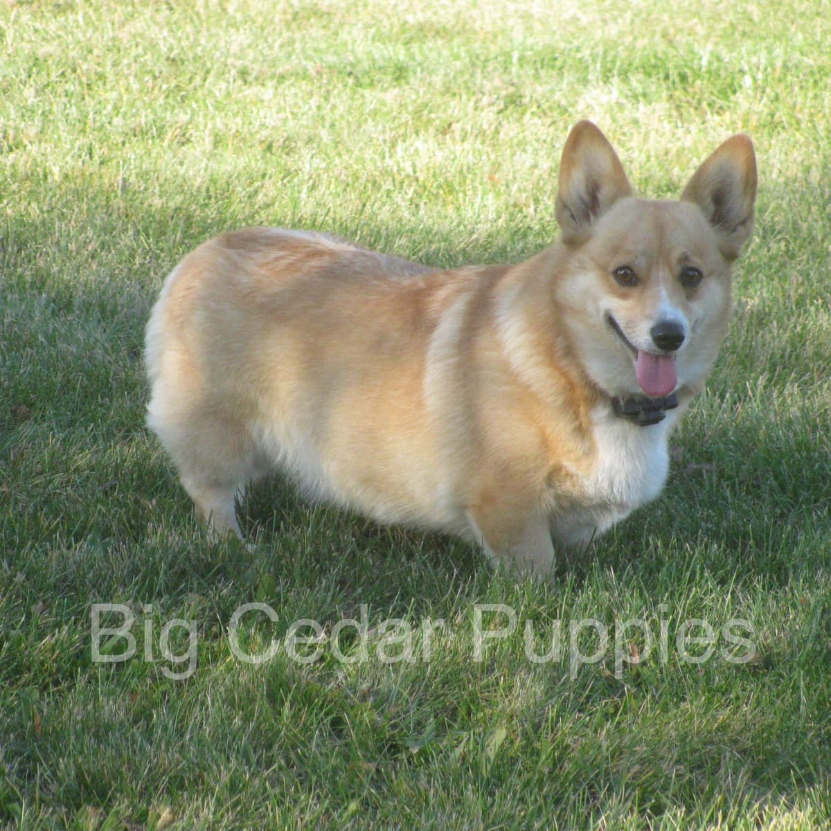 Pembroke Welsh Corgi Puppies breeder image 5