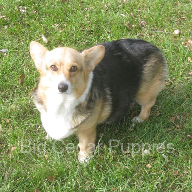 Pembroke Welsh Corgi Puppies media 5