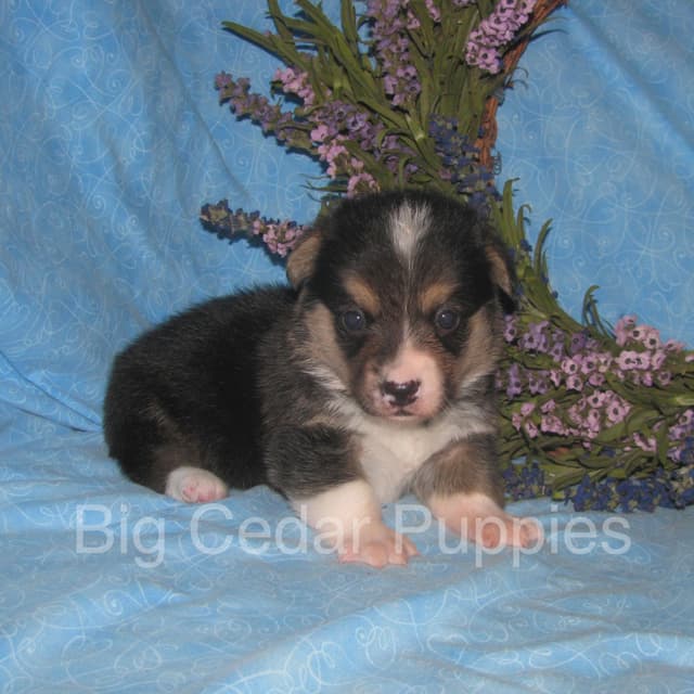 Pembroke Welsh Corgi Puppies media 2