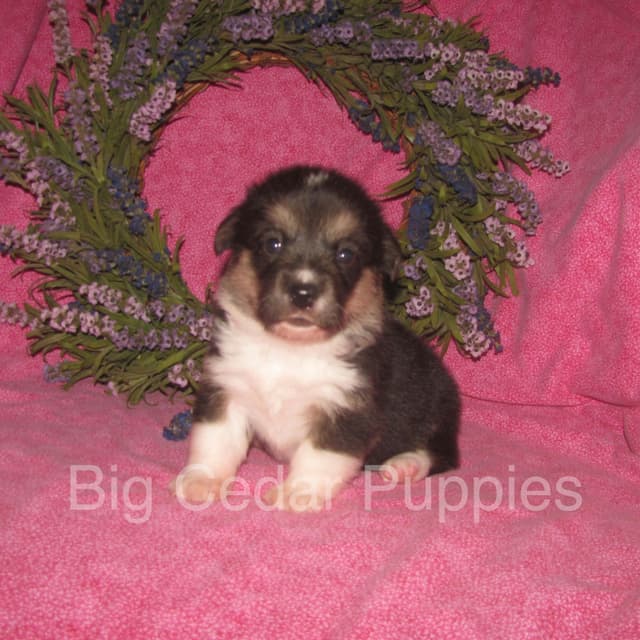 Pembroke Welsh Corgi Puppies media 3