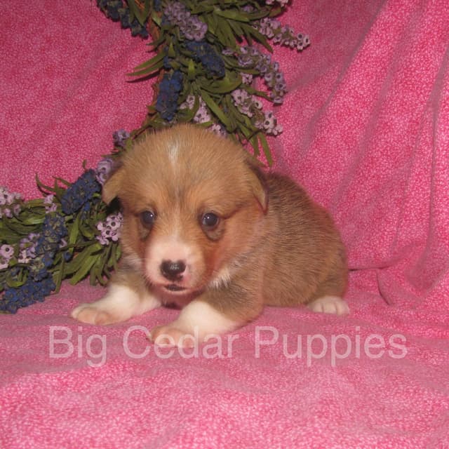 Pembroke Welsh Corgi Puppies media 4