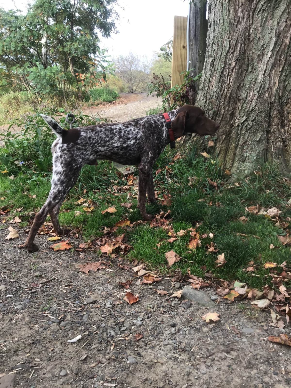 German Shorthaired Pointer Puppies breeder image 1
