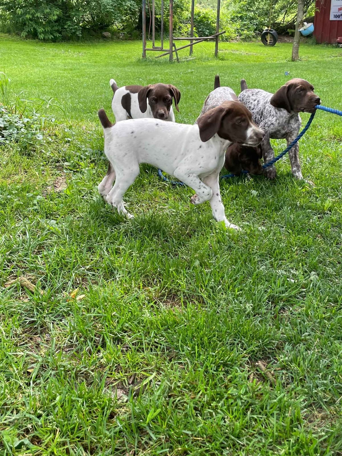 German Shorthaired Pointer Puppies breeder image 2