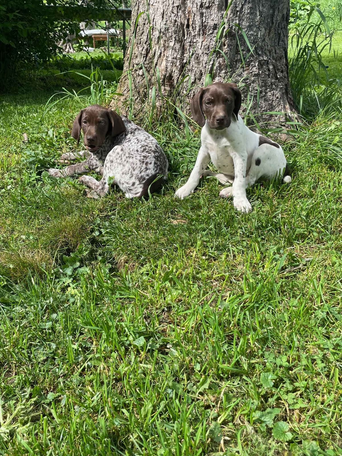 German Shorthaired Pointer Puppies breeder image 3