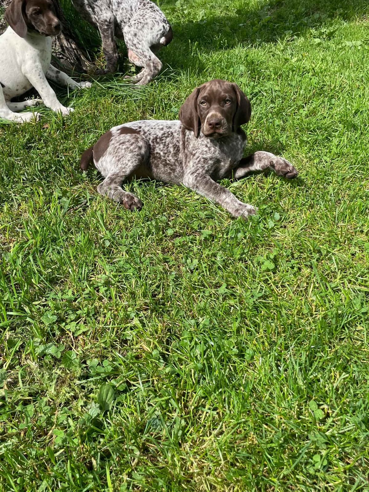German Shorthaired Pointer Puppies breeder image 4