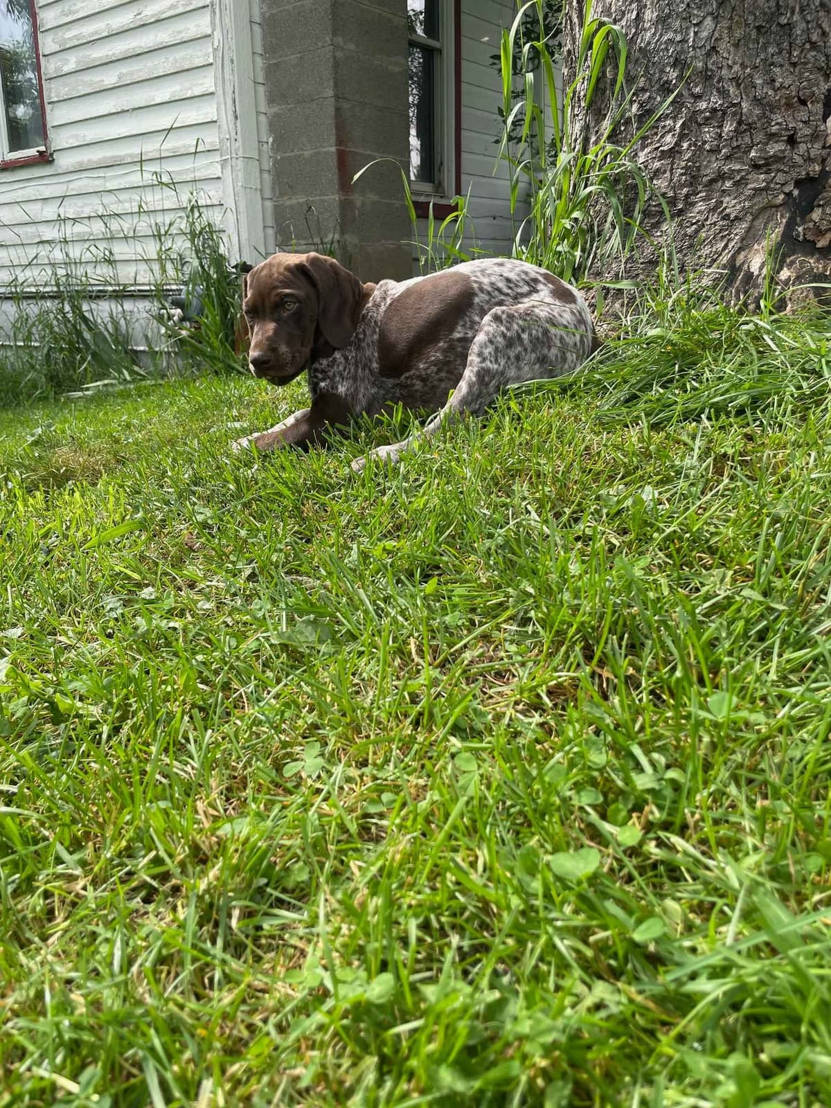 German Shorthaired Pointer Puppies breeder image 6