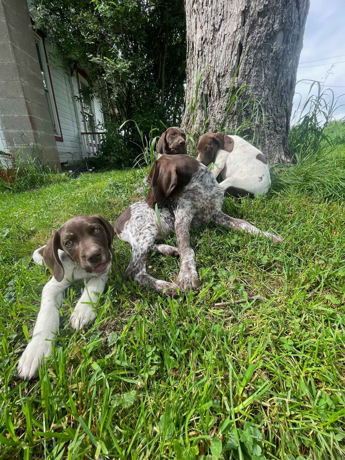 German Shorthaired Pointer Puppies breeder image 7