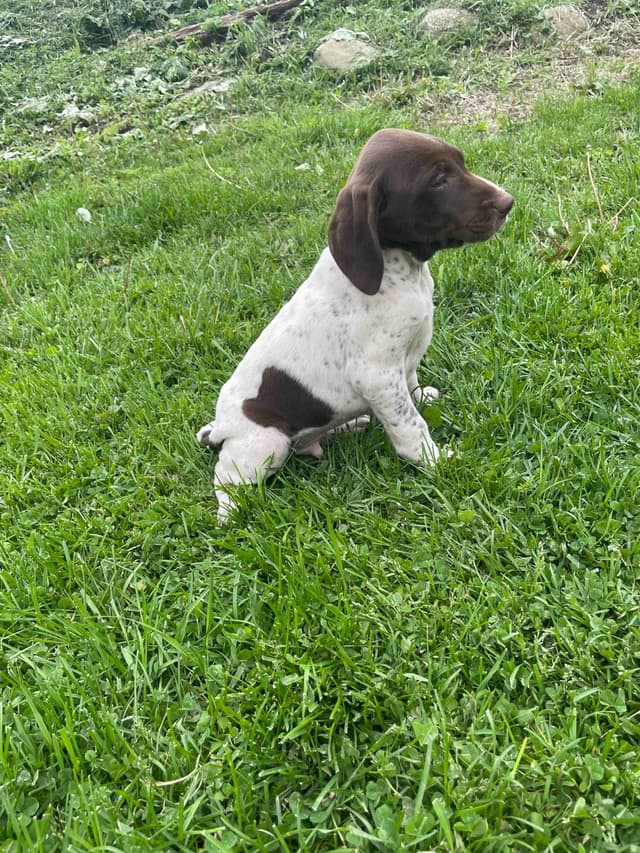 German Shorthaired Pointer Puppies media 2