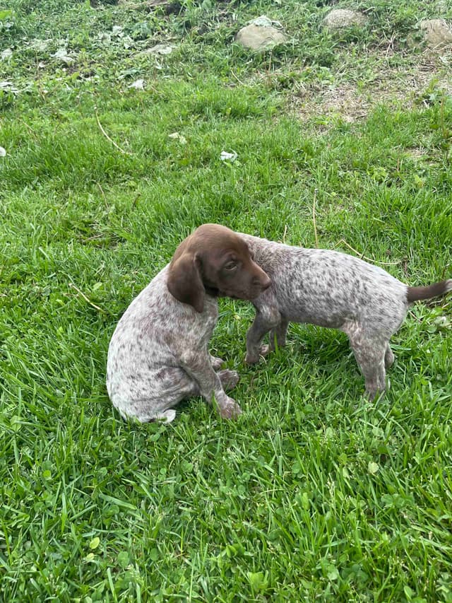 German Shorthaired Pointer Puppies media 3