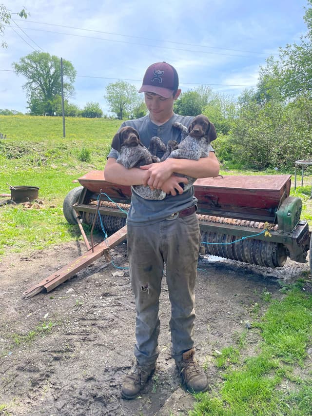 German Shorthaired Pointer Puppies media 5