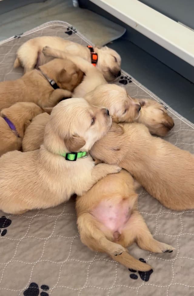 Golden Retriever Puppies media 2