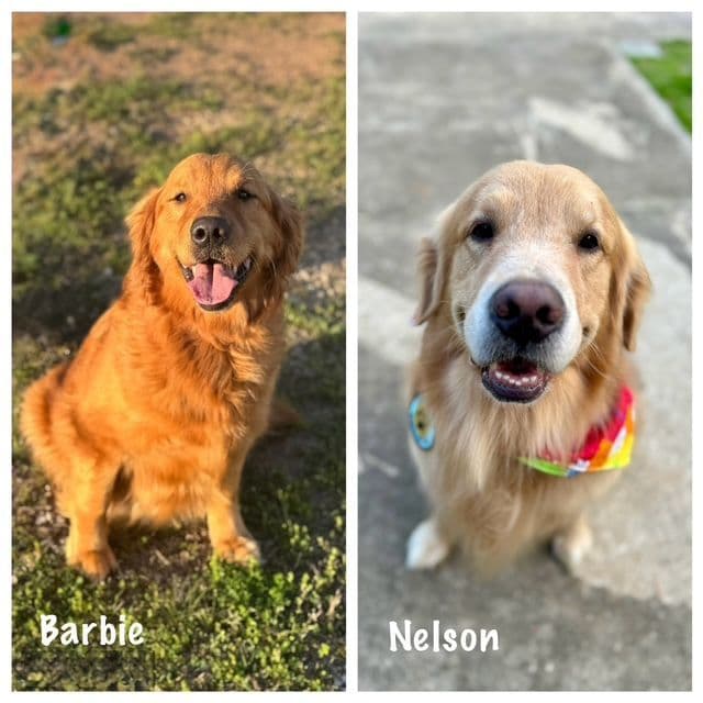 Golden Retriever Puppies media 3