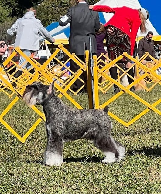 Miniature Schnauzer Puppies breeder image 4