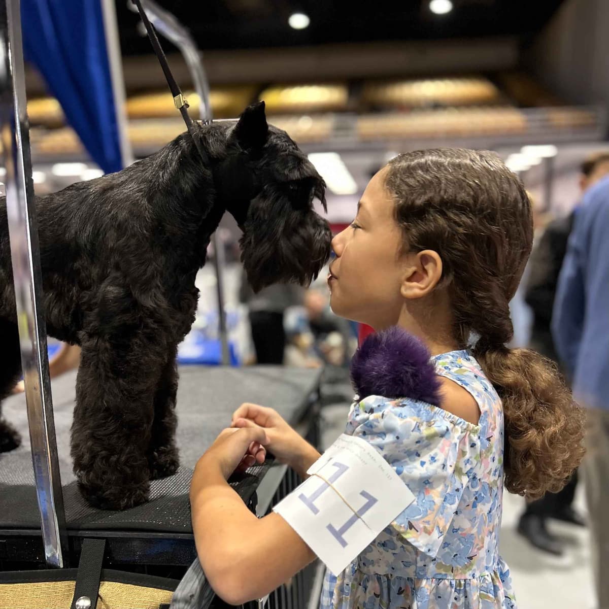 Miniature Schnauzer Puppies breeder image 6