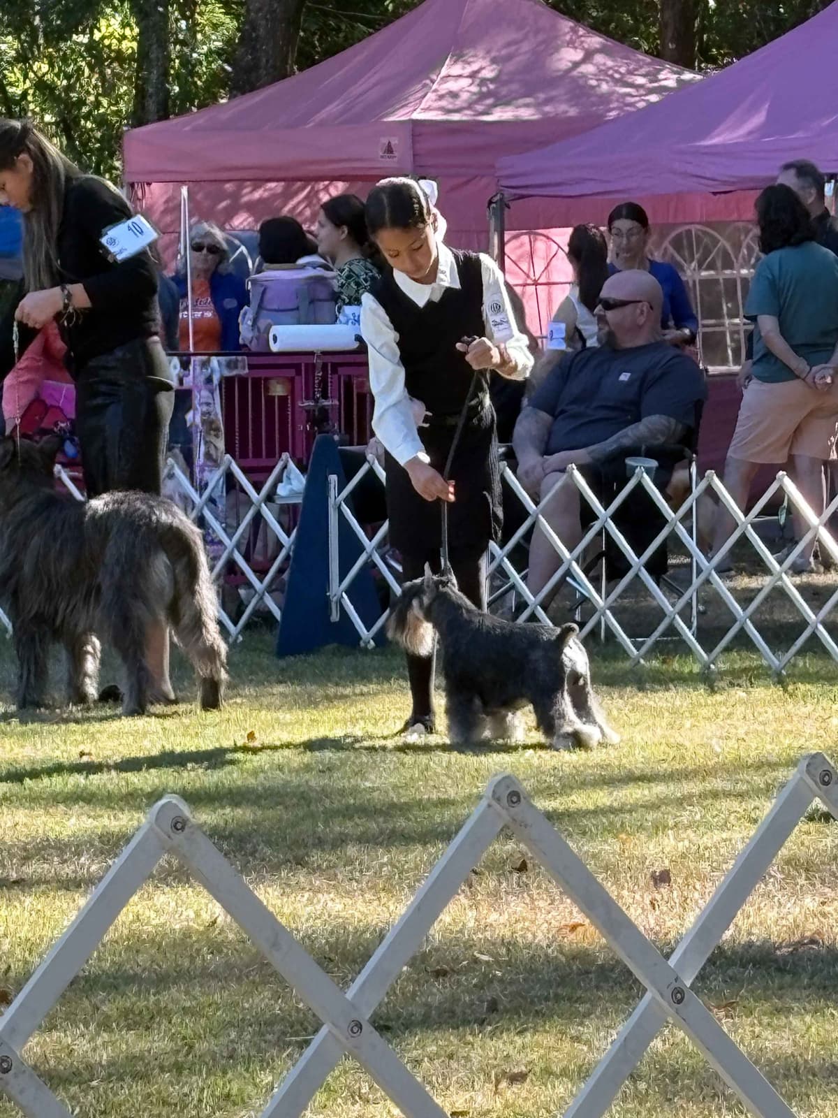 Miniature Schnauzer Puppies breeder image 8