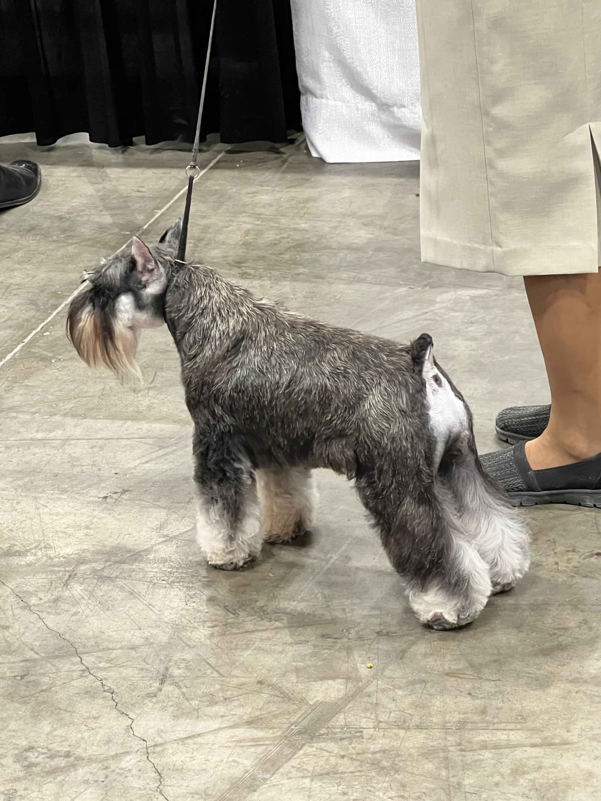 Miniature Schnauzer Puppies breeder image 9