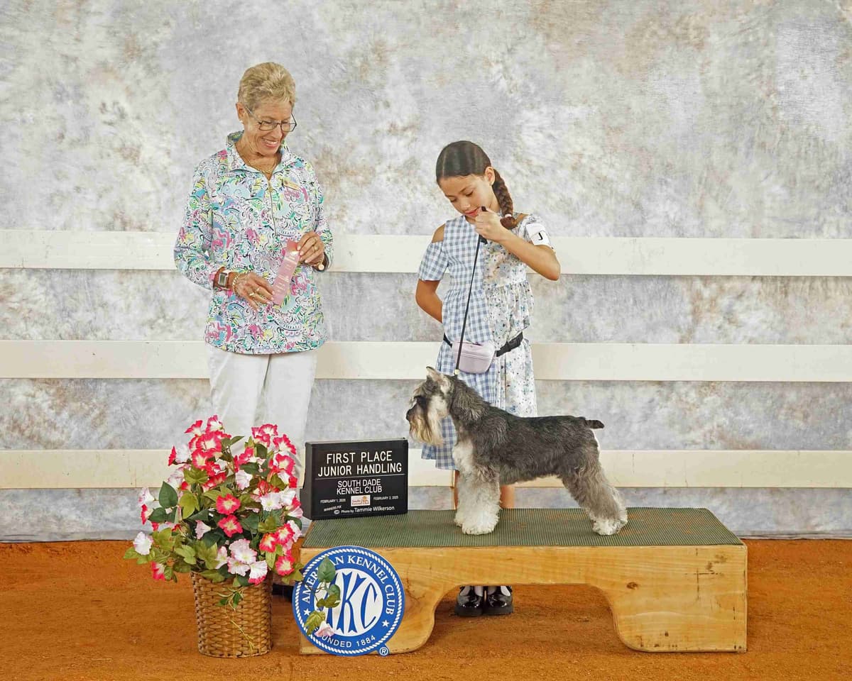 Miniature Schnauzer Puppies breeder image 13