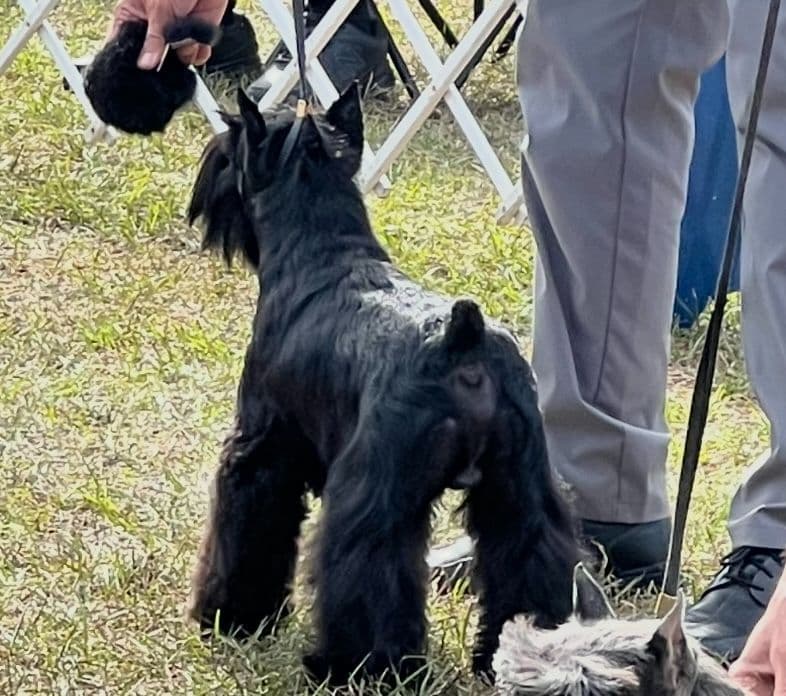 Miniature Schnauzer Puppies breeder image 15