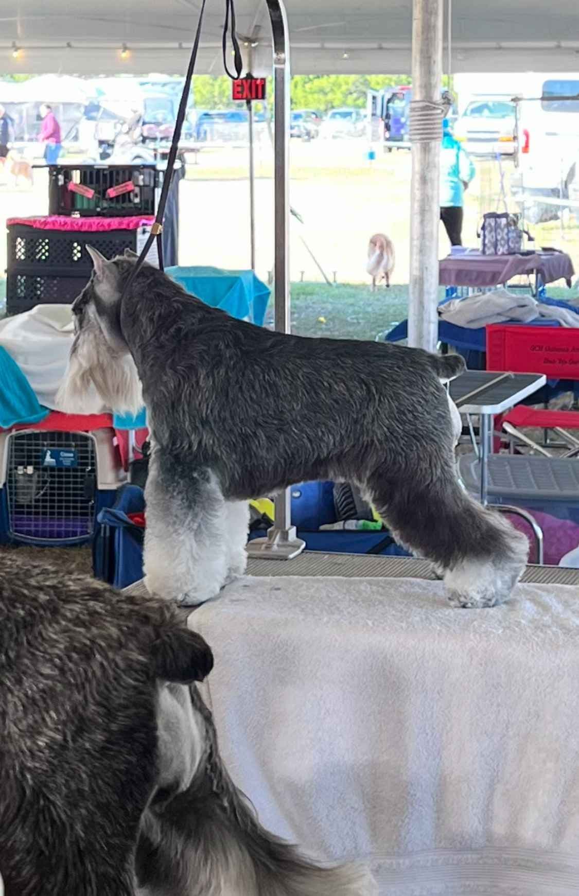 Miniature Schnauzer Puppies breeder image 17