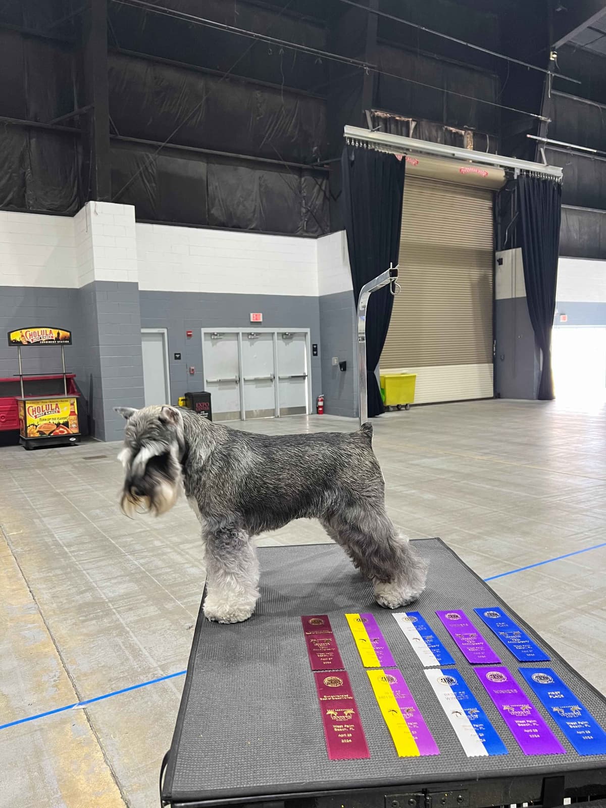 Miniature Schnauzer Puppies breeder image 18