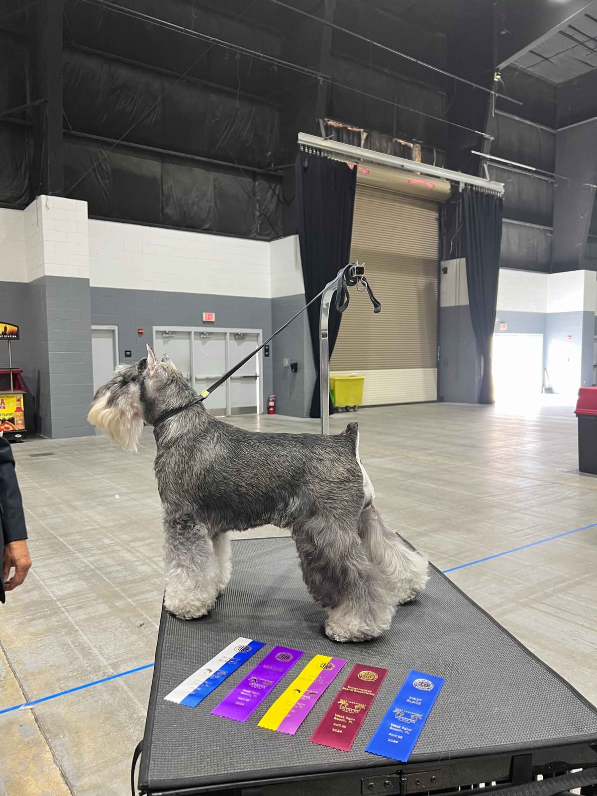 Miniature Schnauzer Puppies breeder image 19