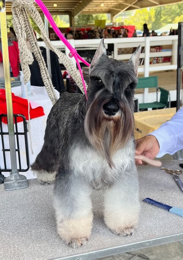 Miniature Schnauzer Puppies media 2