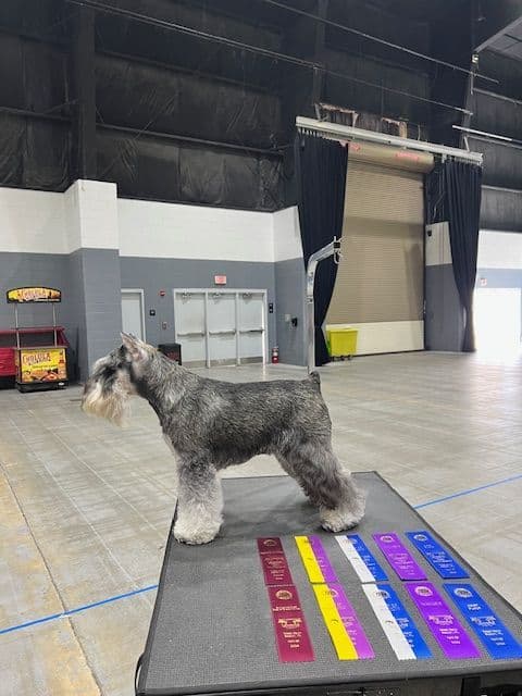 Miniature Schnauzer Puppies media 3