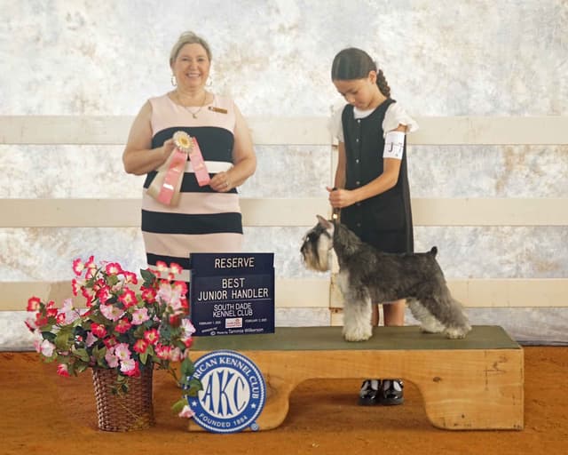 Miniature Schnauzer Puppies media 4