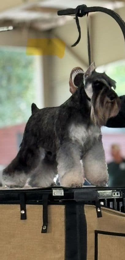 Miniature Schnauzer Puppies media 5