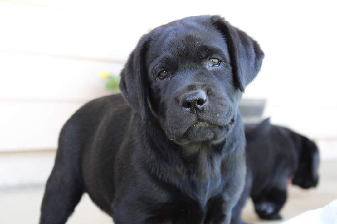 Labrador Retriever Puppies breeder image 1