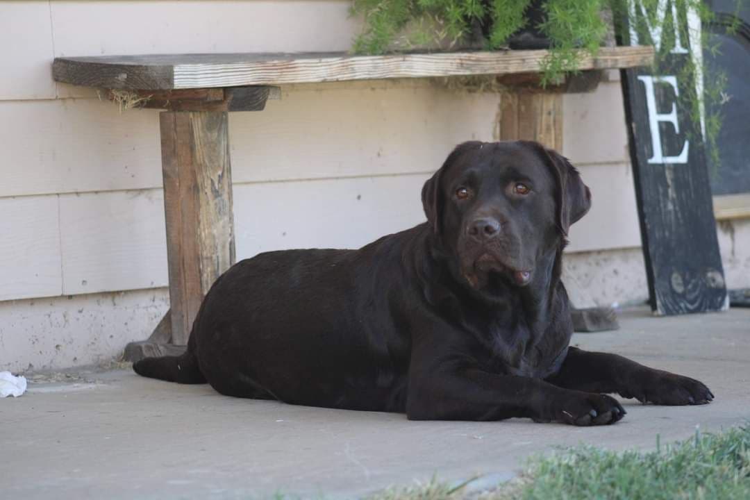 Labrador Retriever Puppies breeder image 3
