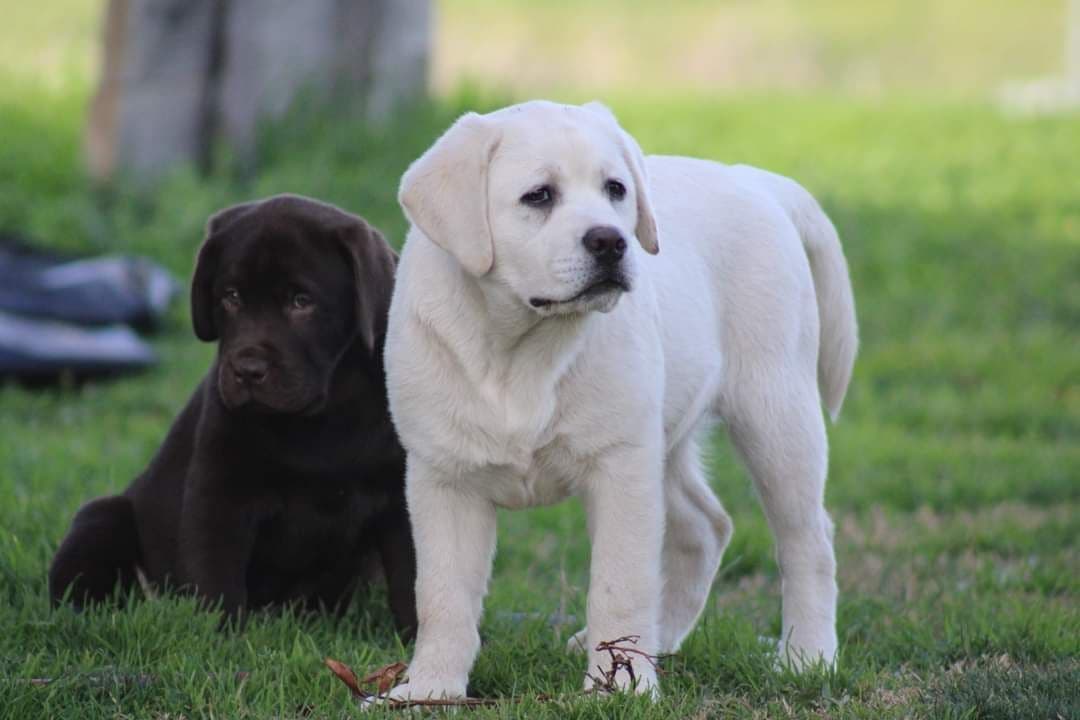 Labrador Retriever Puppies breeder image 4