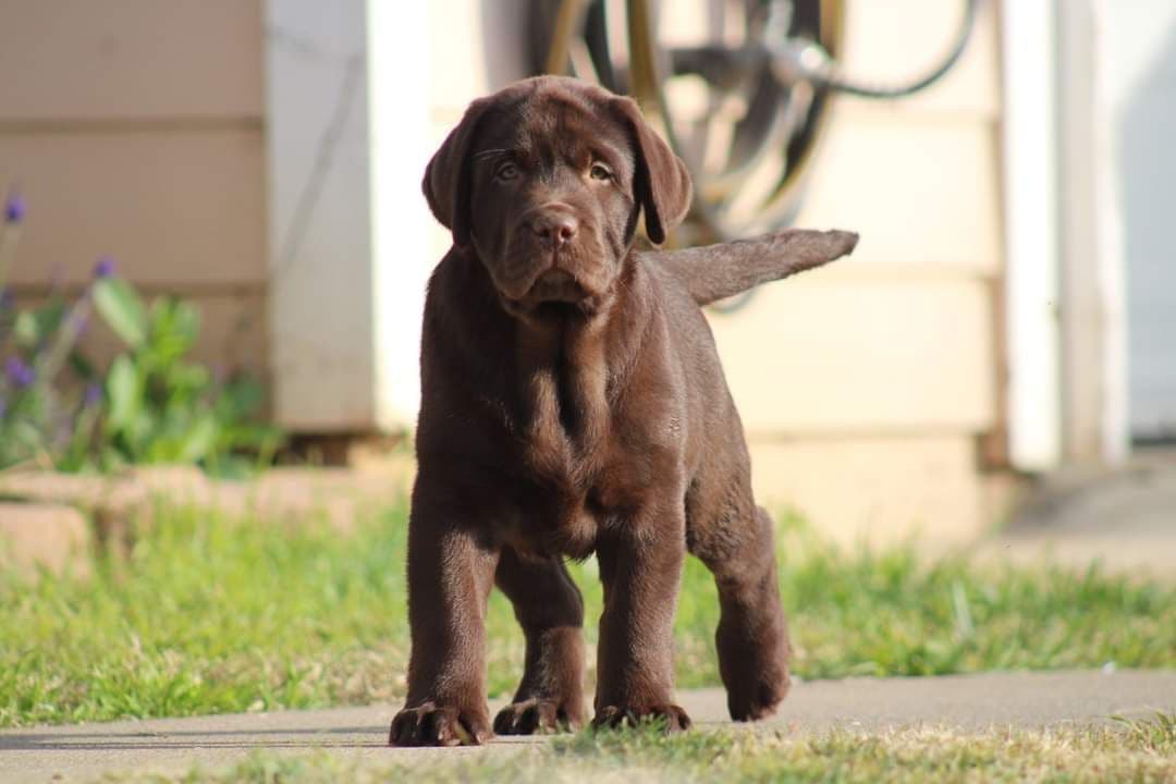 Labrador Retriever Puppies breeder image 6