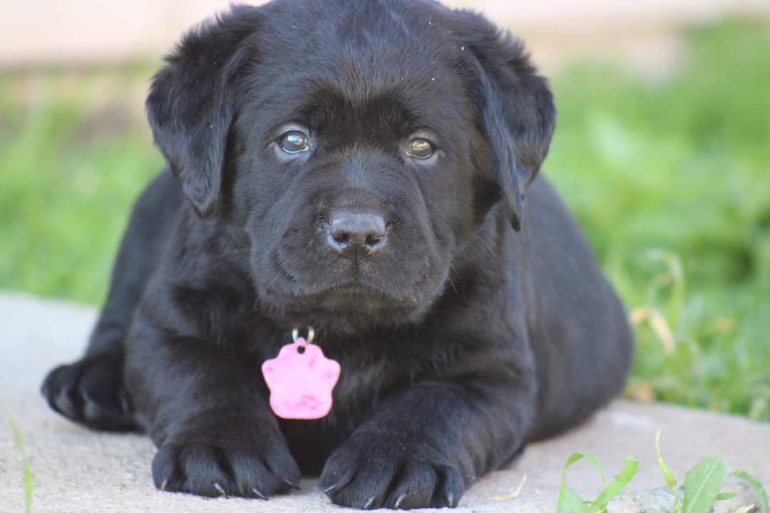 Labrador Retriever Puppies breeder image 5