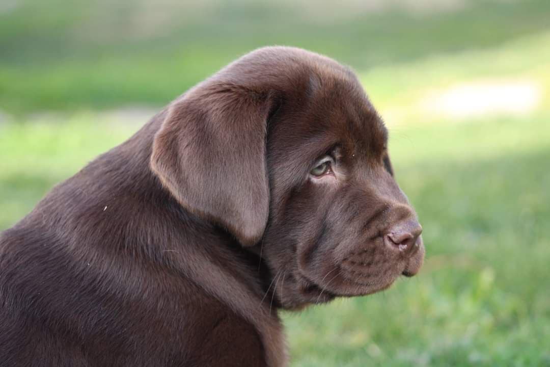 Labrador Retriever Puppies breeder image 8