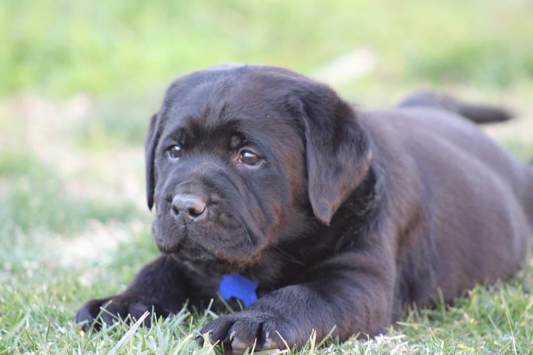 Labrador Retriever Puppies breeder image 9