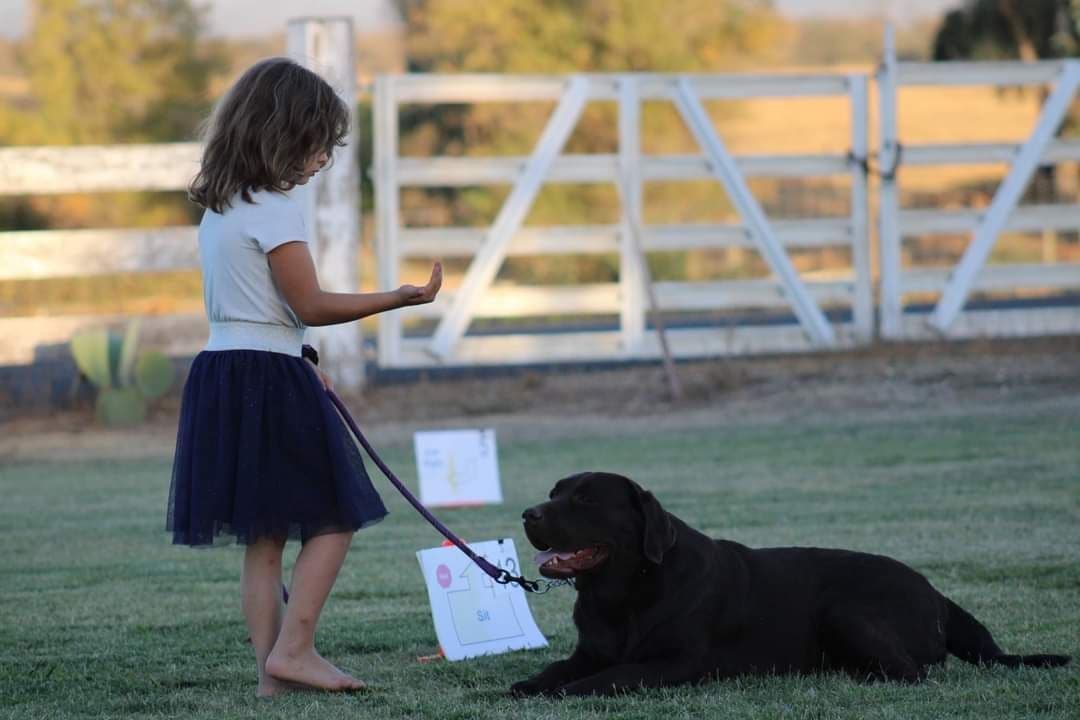 Labrador Retriever Puppies breeder image 10