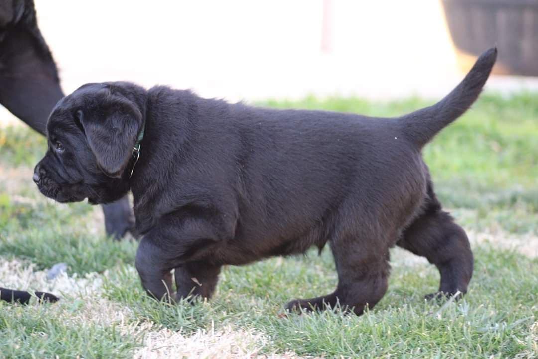 Labrador Retriever Puppies breeder image 11