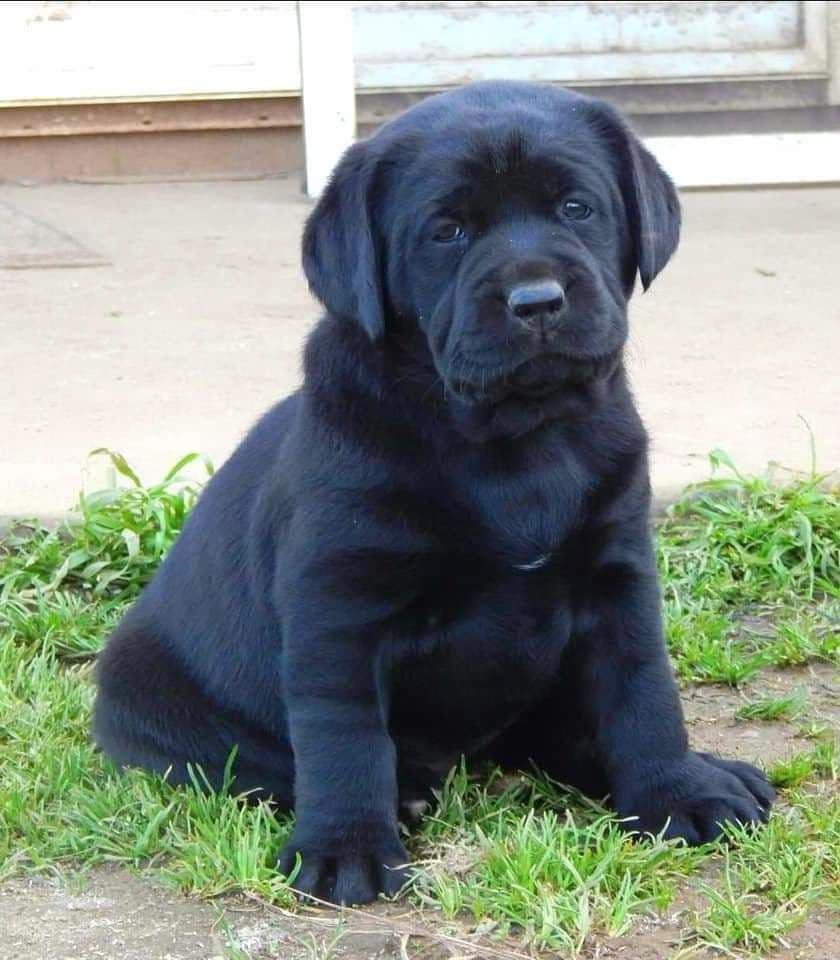 Labrador Retriever Puppies breeder image 13