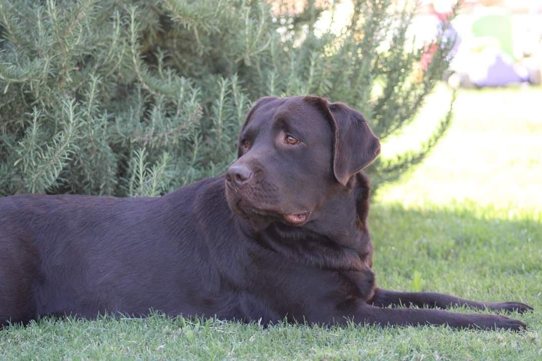 Labrador Retriever Puppies breeder image 14