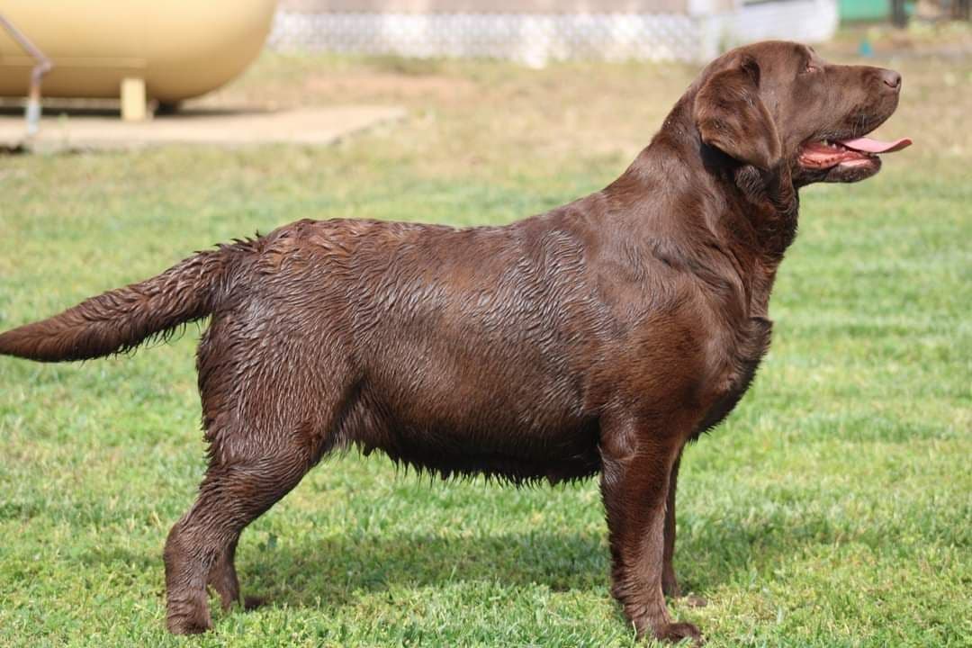 Labrador Retriever Puppies breeder image 17