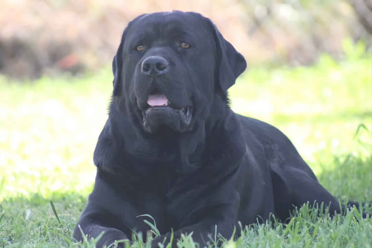 Labrador Retriever Puppies breeder image 18