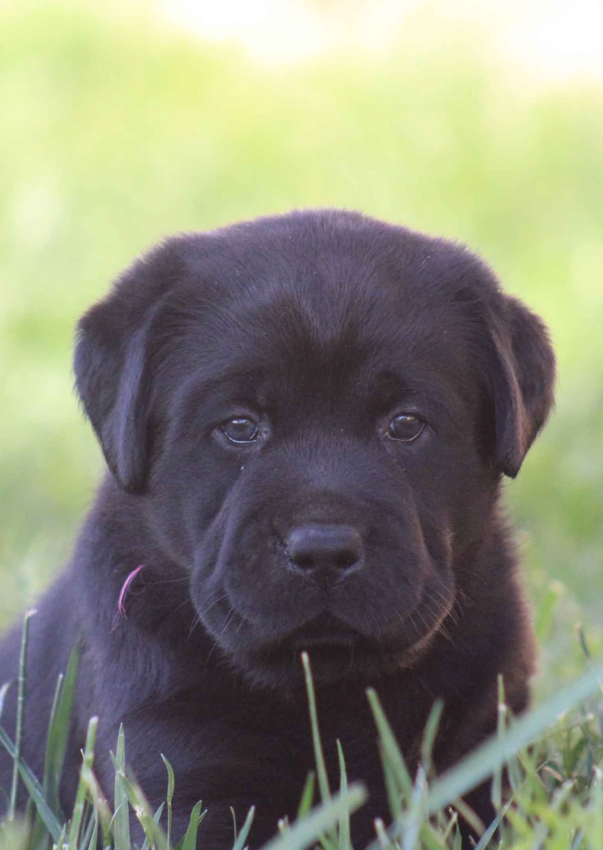 Labrador Retriever Puppies breeder image 22