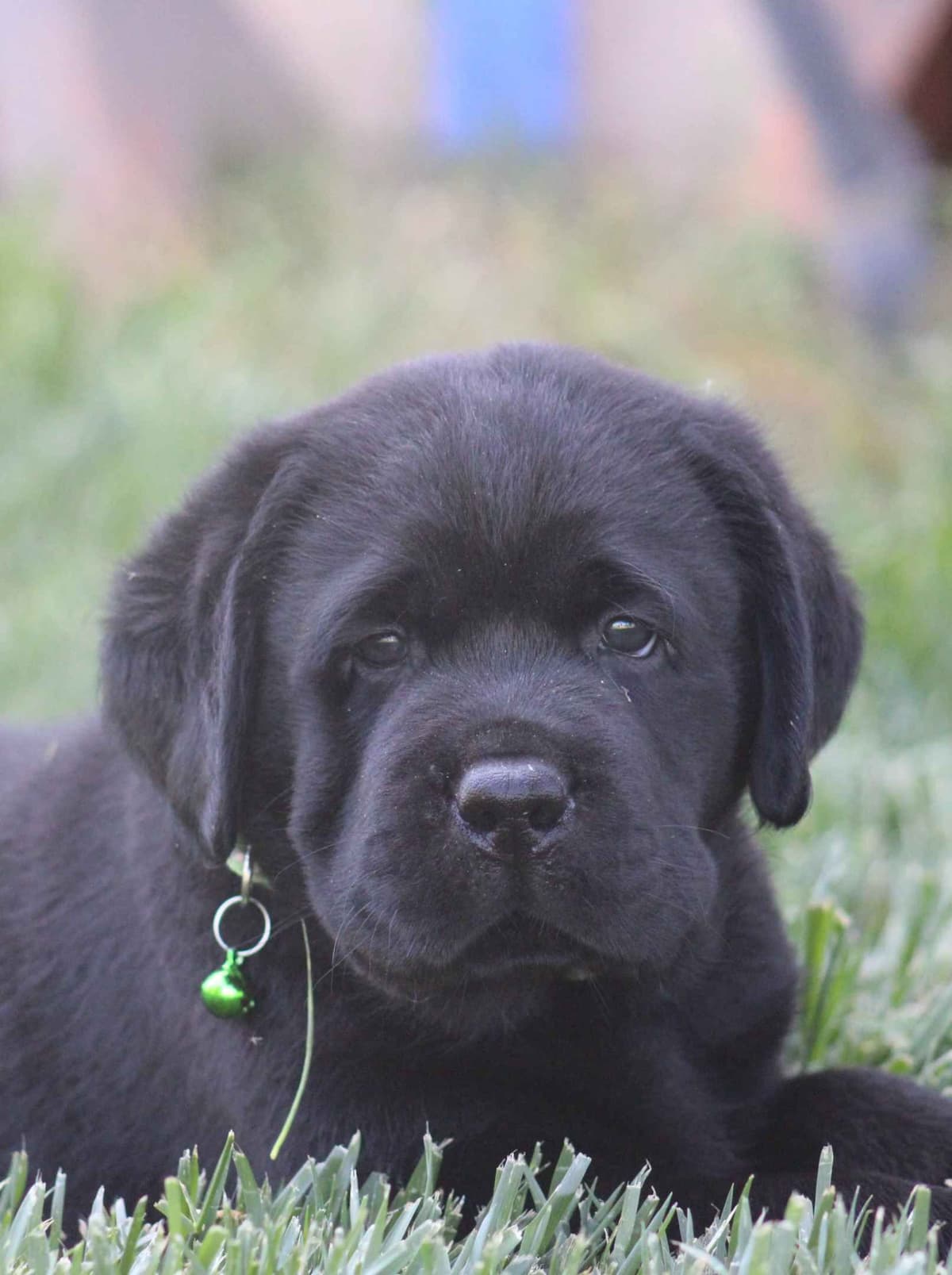 Labrador Retriever Puppies breeder image 20
