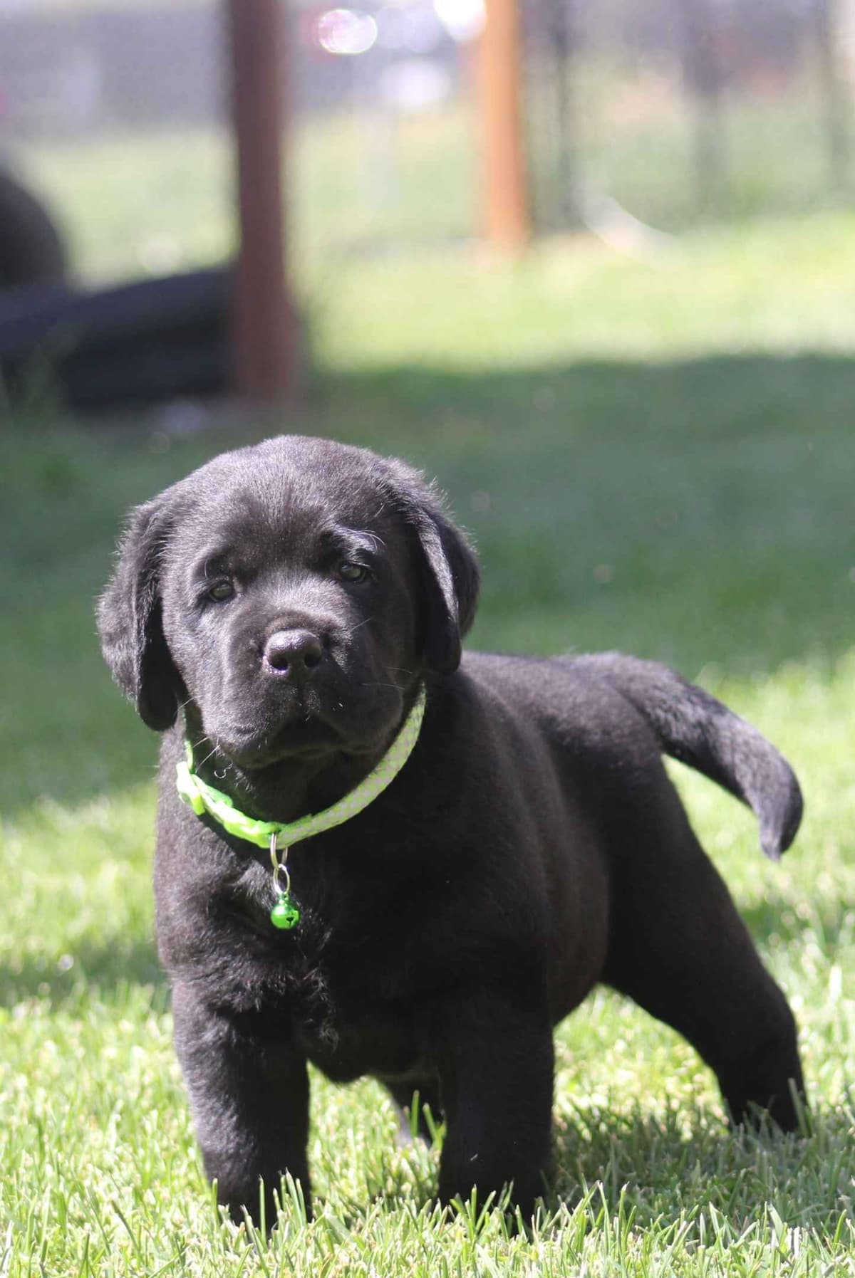 Labrador Retriever Puppies breeder image 24
