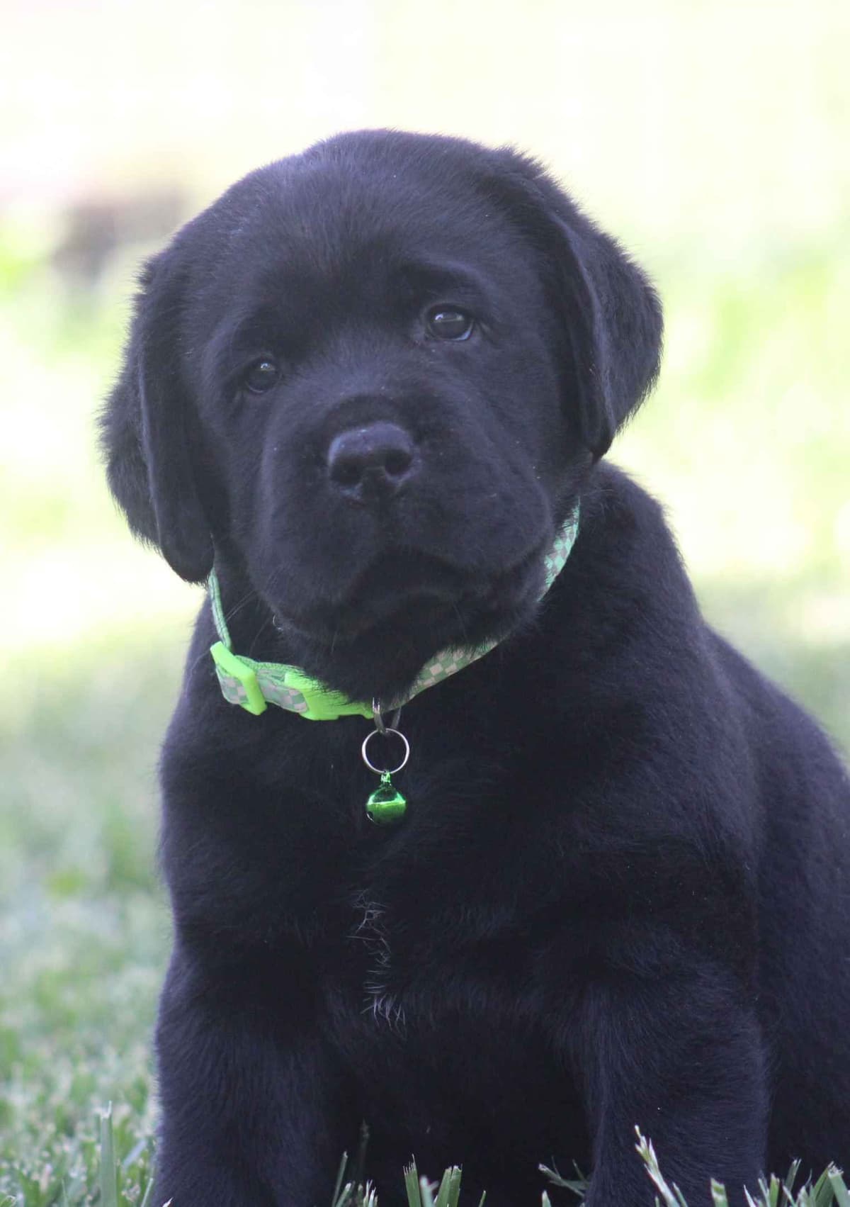 Labrador Retriever Puppies breeder image 19