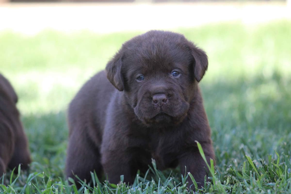 Labrador Retriever Puppies breeder image 25